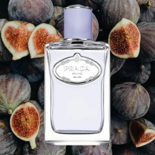 Prada Infusion De Figue EDP unisex parfem toptaurus.rs 4 Alt: Mirisne note Prada Infusion De Figue EDP – smokva, iris, mandarina i benzoin
